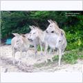 /general//johnson bay donkeys.jpg